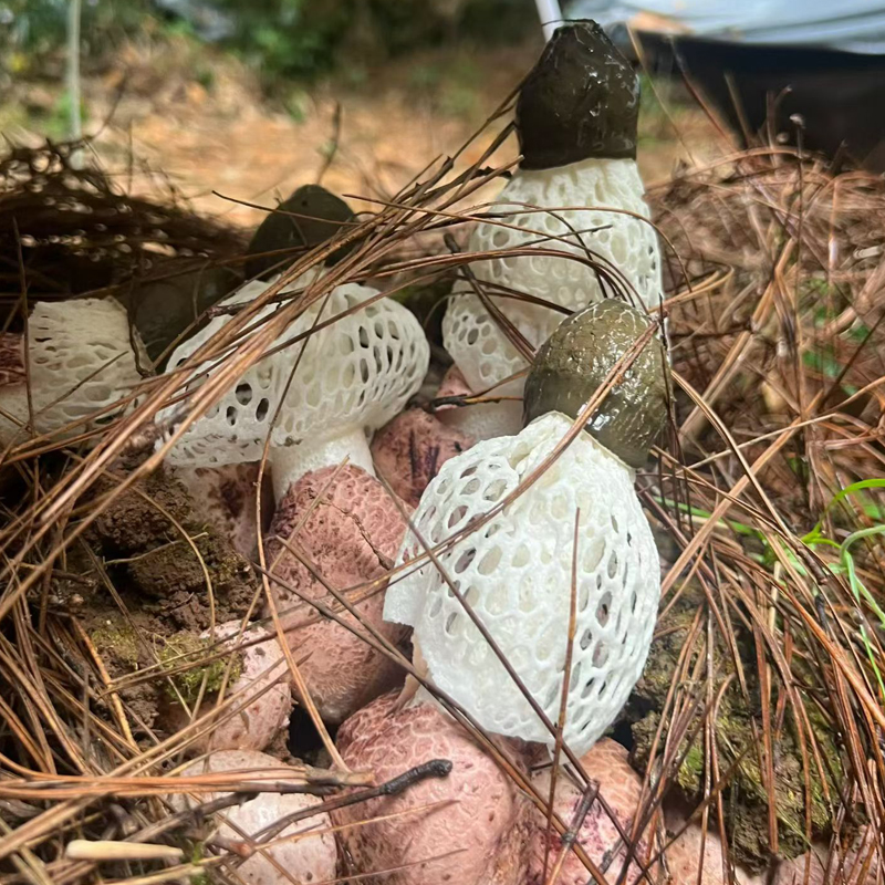 wild bamboo fungus