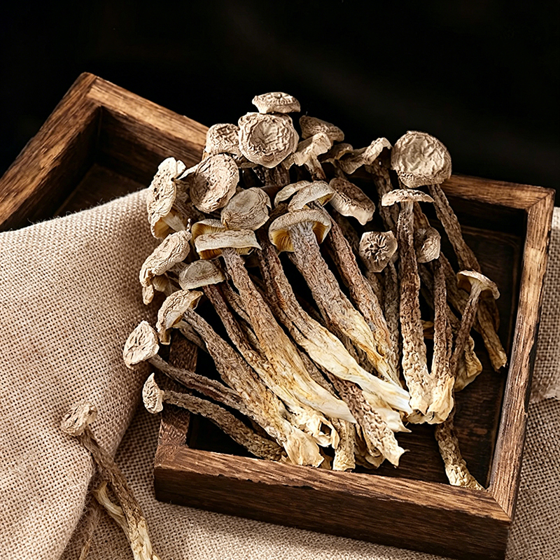 Antler Mushroom